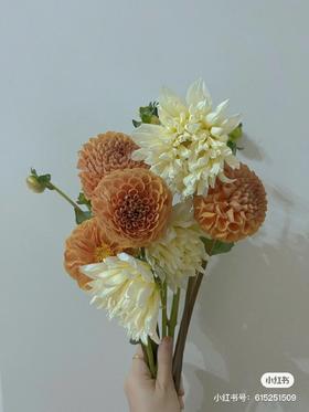 配花 | 大丽花随机