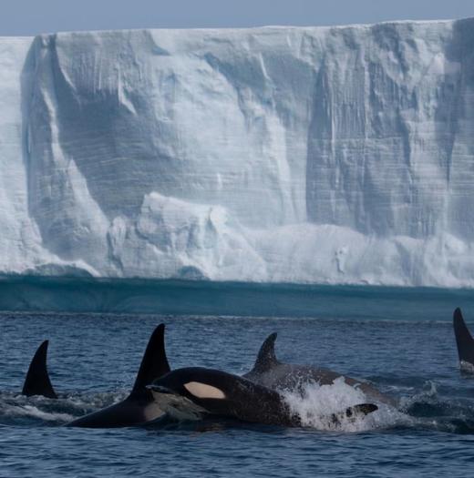 【限时低价】南极·春节｜月亮女神号·奢华探险航行 商品图5