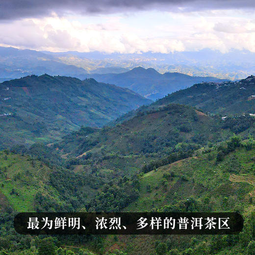 8月30日早9点【五年陈布朗山散茶】2017年布朗正山头春头采勐海干仓五年陈化福利防漏250克/盒每2盒送手提袋 商品图6