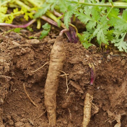 大凉山 • 半野生甜当归 商品图4