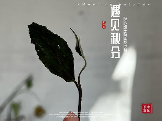 【2023秋分茶】汤水清透，白毫浮游，秋白茶的独一份清甜（1斤收藏装） 商品图3