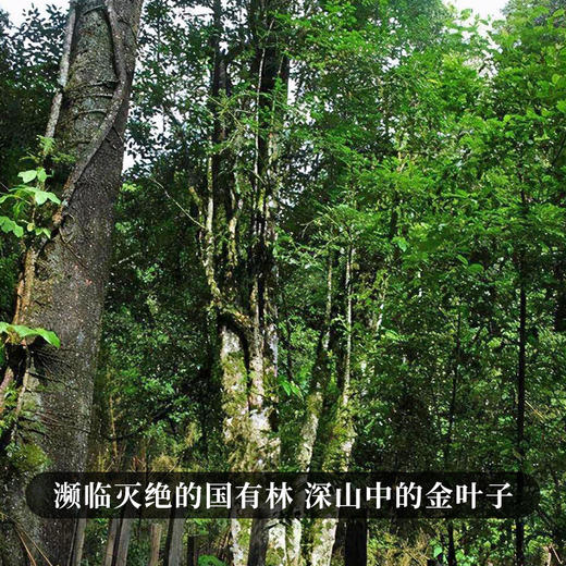 【薄荷塘黄金砖】2022年薄荷塘单株稀缺古树资源普洱茶生茶易武茶区深山中的金叶子250克/砖 商品图8
