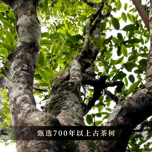 【圣兽—凤凰】冰岛茶区用料之巅19年存世茶王珍贵稀缺原料新品上新神兽事业部独立出品稀世配方旗舰品茗每提内含7饼357克茶饼 商品图7