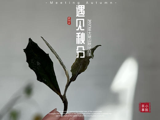 【2023秋分茶】汤水清透，白毫浮游，秋白茶的独一份清甜（1斤收藏装） 商品图2