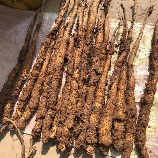 【橙象优选】温县垆土铁棍山药 软糯香甜 皮薄如丝 吃起来无颗粒感 商品图2