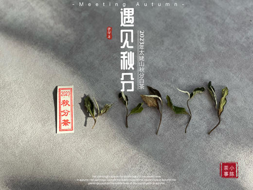 【2023秋分茶】汤水清透，白毫浮游，秋白茶的独一份清甜（1斤收藏装） 商品图5