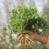 新鲜香菜 500g 商品缩略图2