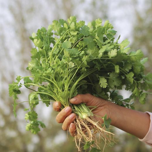 新鲜香菜 500g 商品图2