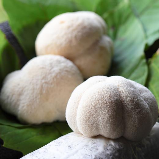 新鲜高山猴头菇 商品图1