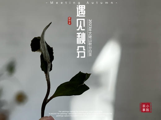 【2023秋分茶】汤水清透，白毫浮游，秋白茶的独一份清甜（1斤收藏装） 商品图1