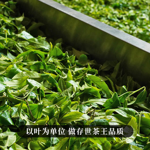 【薄荷塘黄金砖】2022年薄荷塘单株稀缺古树资源普洱茶生茶易武茶区深山中的金叶子250克/砖 商品图6