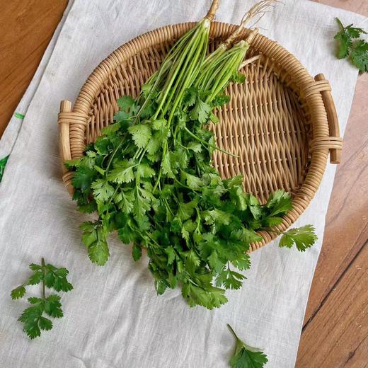 新鲜香菜 500g 商品图3