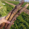 【橙象优选】温县垆土铁棍山药 软糯香甜 皮薄如丝 吃起来无颗粒感 商品缩略图3