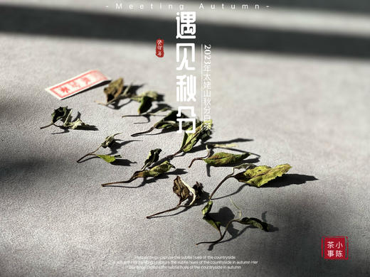 【2023秋分茶】汤水清透，白毫浮游，秋白茶的独一份清甜（1斤收藏装） 商品图4