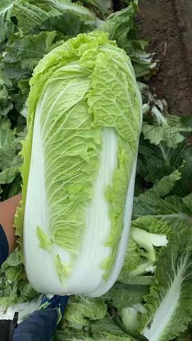 玉田白菜 （ 70斤左右一包）