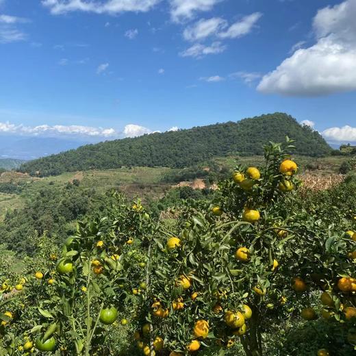 云南高原生态椪柑  | 合作生产 | 基地直发*Yunnan Plateau Ecological Ponkan mandarin 商品图7