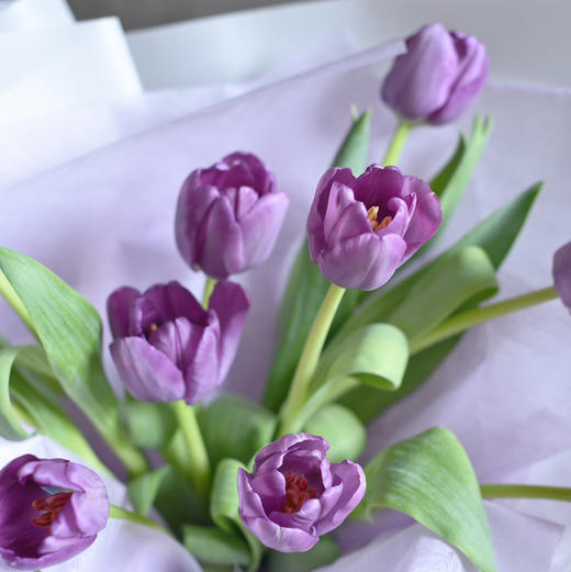 《葡萄紫》-10枝紫色郁金香花束 商品图6