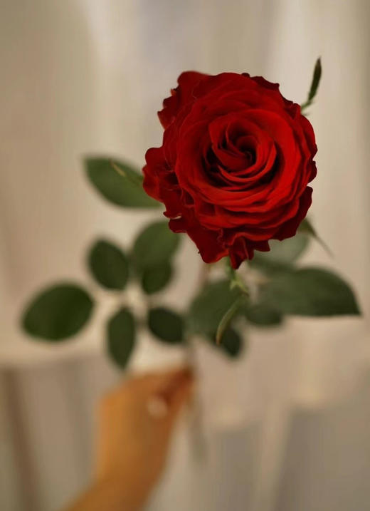 本周鲜花高原红丝绒玫瑰，花型漂亮，花期更长！一束20支！ 商品图0