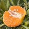 云南高原生态椪柑  | 合作生产 | 基地直发*Yunnan Plateau Ecological Ponkan mandarin 商品缩略图4