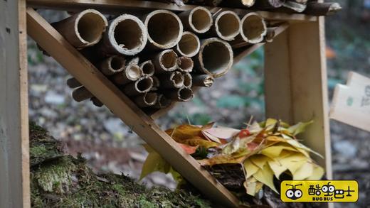 建一座昆虫旅馆 像建筑师一样动手、协作；像生物学家一样观察、思考！ 商品图8