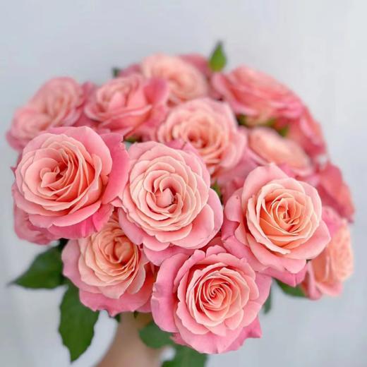 【拍市玫瑰】朱小姐 20支/扎 粉色玫瑰  云南基地发货 （价格已包含包装费用） 运费以实际为准，多退少补。 商品图2