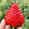 丹东红颜草莓|  人气归来丹东红颜草莓人气归来🔥 颗颗甜润多汁，一口香气四溢💕超完美有机品质~自然成熟~从里熟到外香香甜甜哒~ 商品缩略图1