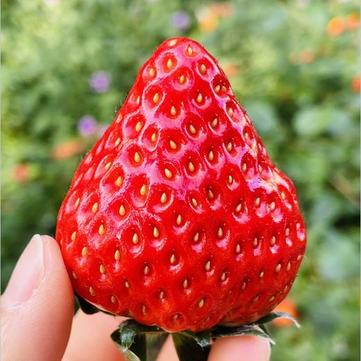 丹东红颜草莓|  人气归来丹东红颜草莓人气归来🔥 颗颗甜润多汁，一口香气四溢💕超完美有机品质~自然成熟~从里熟到外香香甜甜哒~ 商品图1