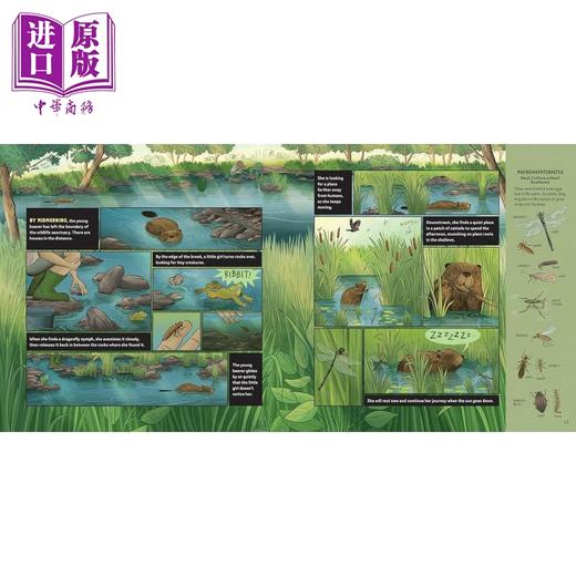 【中商原版】Carrie Shryock What Goes on inside a Beaver Pond 池塘里的海狸 英文原版进口图书 儿童绘本 动物科普图画书 商品图3