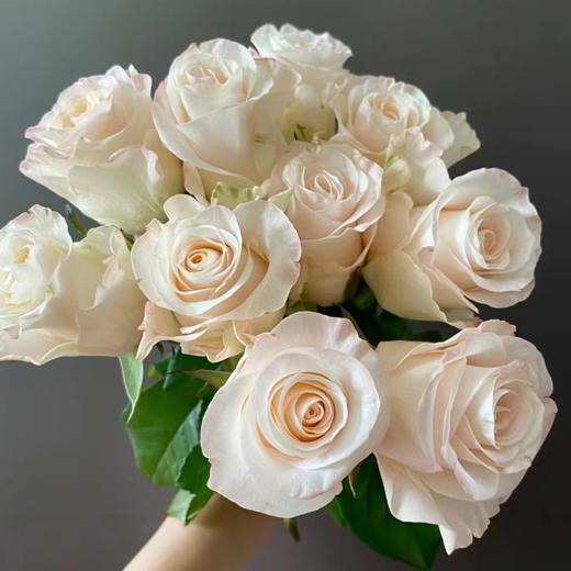 【拍市玫瑰】辛西娅 20支/扎  白色玫瑰  云南基地发货 （价格已包含包装费用） 运费以实际为准，多退少补。 商品图1
