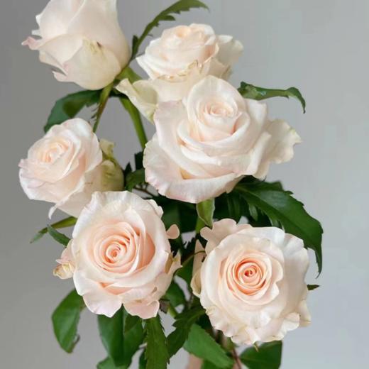 【拍市玫瑰】辛西娅 20支/扎  白色玫瑰  云南基地发货 （价格已包含包装费用） 运费以实际为准，多退少补。 商品图3