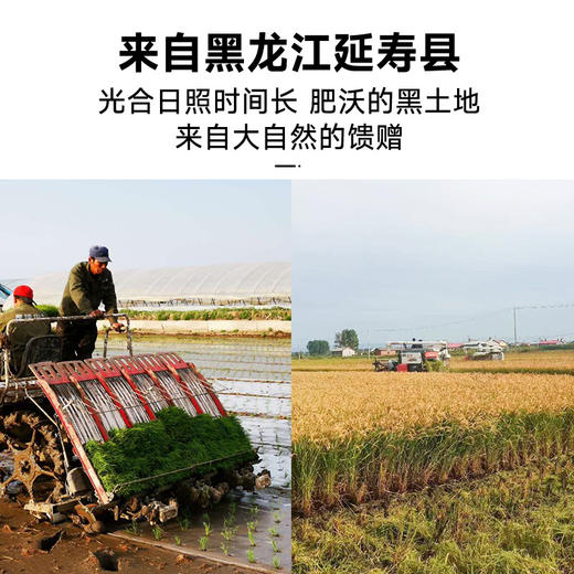 拾爸家⠀稻香米 | 甄选延寿稻花香2号大米，米香浓郁 商品图3