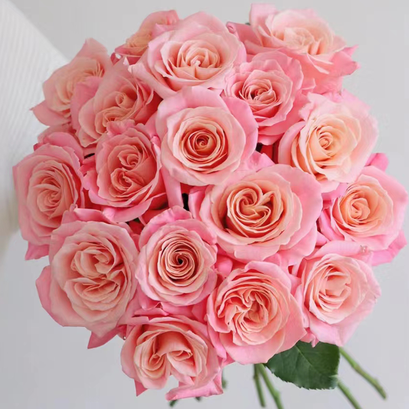 【拍市玫瑰】朱小姐 20支/扎 粉色玫瑰  云南基地发货 （价格已包含包装费用） 运费以实际为准，多退少补。