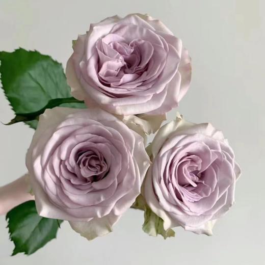 【拍市玫瑰】 海洋之心  20支/扎  紫色玫瑰  云南基地发货 （价格已包含包装费用） 运费以实际为准，多退少补。 商品图1