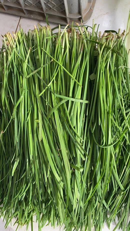 鸿翠园 有机韭菜 商品图4