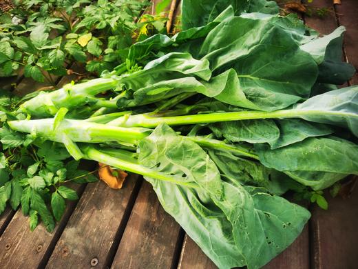 鸡腿芥兰（500g）,根茎叶子都可以食用,口感甜脆爽口，烧前焯下水哦 商品图3