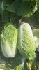 【囤秋菜 送“百财”25元/10斤 】鸿翠园 有机大白菜 商品缩略图2