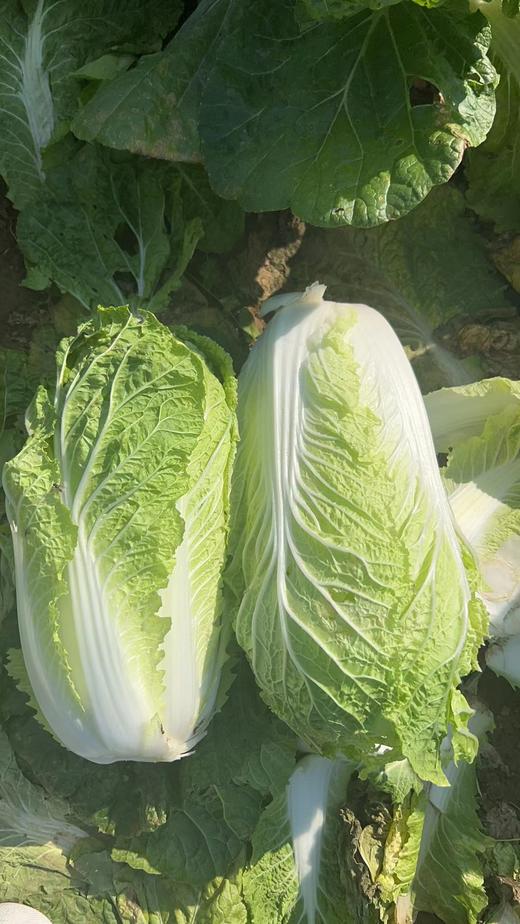 【囤秋菜 送“百财”25元/10斤 】鸿翠园 有机大白菜 商品图2