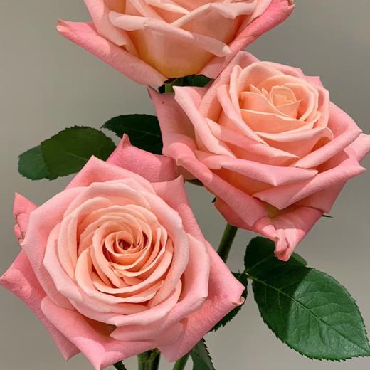 【拍市玫瑰】朱小姐 20支/扎 粉色玫瑰  云南基地发货 （价格已包含包装费用） 运费以实际为准，多退少补。 商品图3