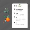01  有机甜橙精油【香气001】 商品缩略图0