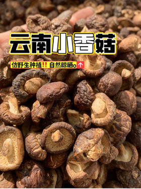 云南丽江玉龙雪山小香菇   11.07