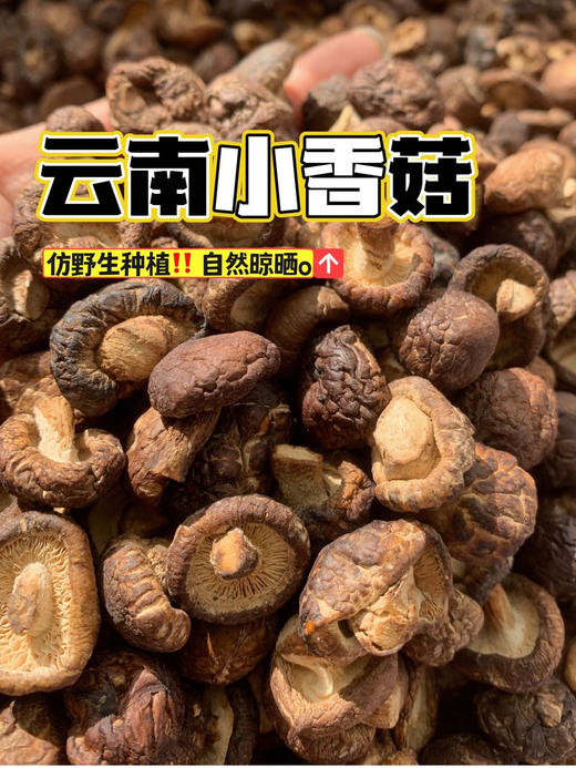 云南丽江玉龙雪山小香菇   11.07 商品图0