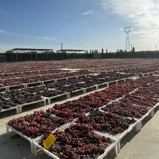 2025年南疆葡萄干 自有基地·自有晾晒场 240g/罐 商品图2