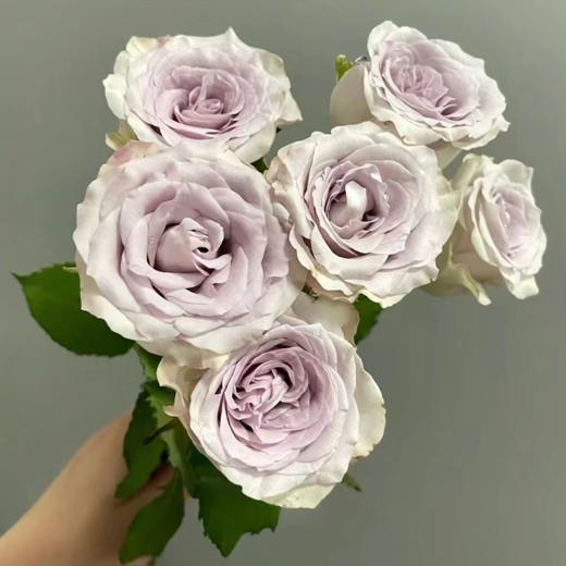 【拍市玫瑰】 海洋之心  20支/扎  紫色玫瑰  云南基地发货 （价格已包含包装费用） 运费以实际为准，多退少补。 商品图4