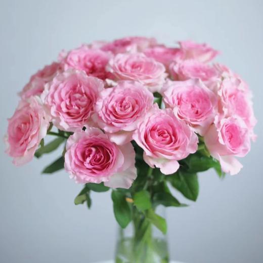 【拍市玫瑰】洛神 20支/扎 粉色玫瑰  云南基地发货 （价格已包含包装费用） 运费以实际为准，多退少补。 商品图0