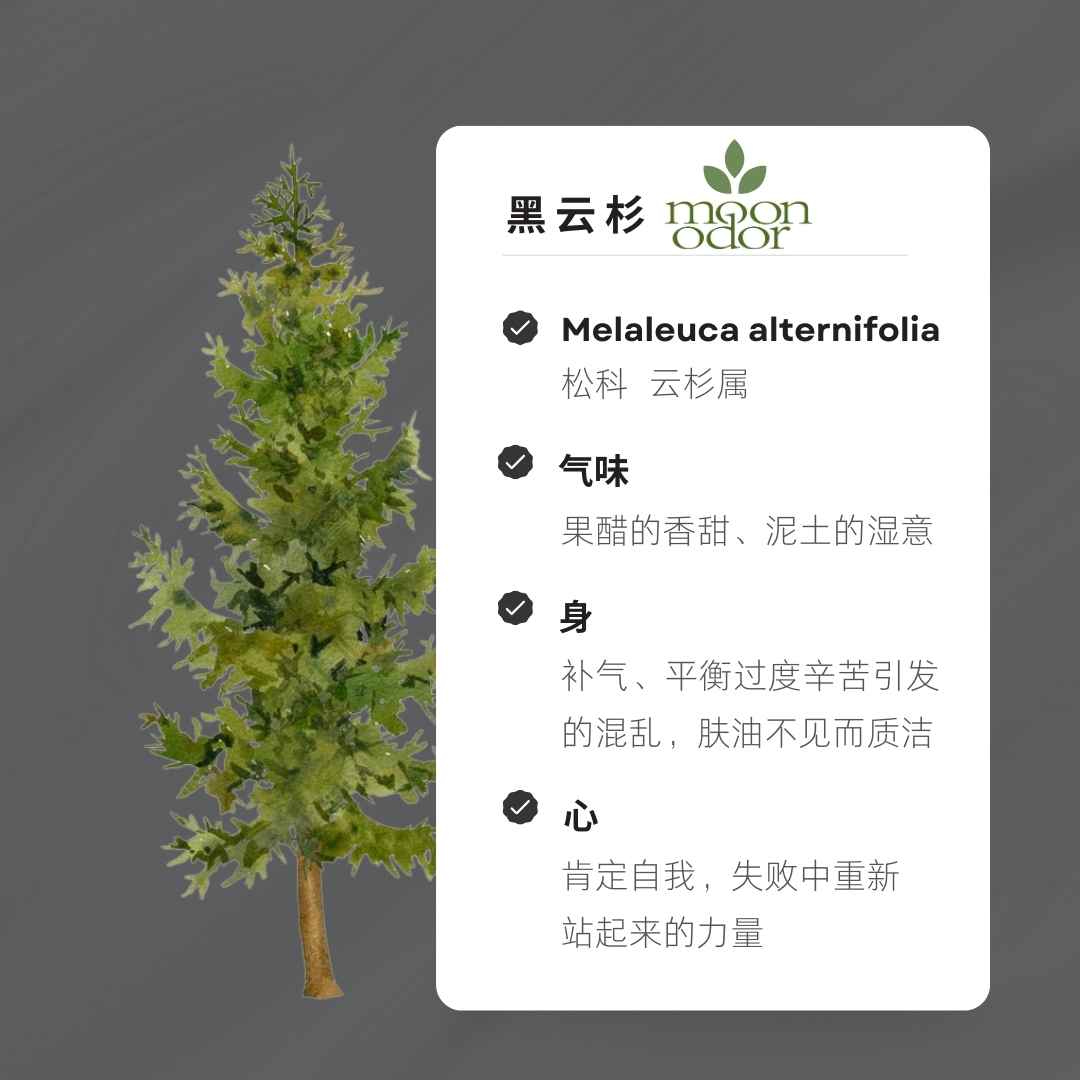 15  有机黑云杉精油 【香气015】