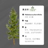 15  有机黑云杉精油 【香气015】 商品缩略图0