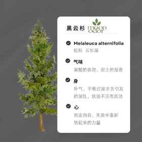 15  有机黑云杉精油 【香气015】