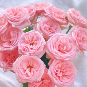 【拍市玫瑰】粉荔枝 20支/扎  粉色玫瑰  云南基地发货 （价格已包含包装费用） 运费以实际为准，多退少补。