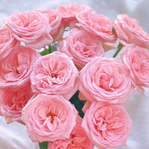 【拍市玫瑰】粉荔枝 20支/扎  粉色玫瑰  云南基地发货 （价格已包含包装费用） 运费以实际为准，多退少补。 商品图0
