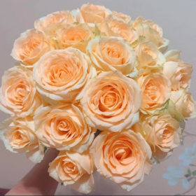 【拍市玫瑰】蜜桃雪山  20支/扎  香槟玫瑰  云南基地发货 （价格已包含包装费用） 运费以实际为准，多退少补。